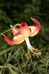 Carolina lily